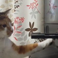 睨む猫