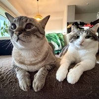 並ぶ2匹の猫