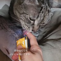 おやつを食べる猫