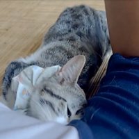 脇を嗅ぐ猫