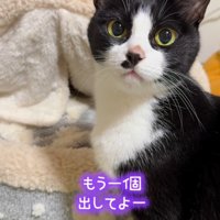 期待の眼差しで飼い主を見つめる猫