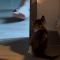 壁に潜む猫と人間の足1