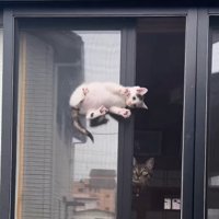 窓の隙間の子猫と見守る猫