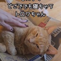 ダンボールで寝る猫