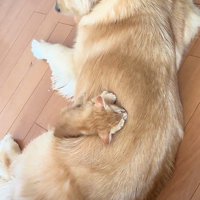 犬の背中で眠る子猫