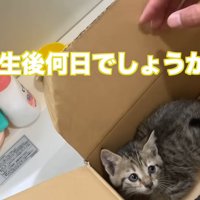 保護当時のタロちゃん