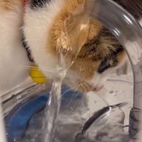 「何かがおかしいにゃ…」と書かれている