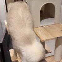 はしごを降りる猫