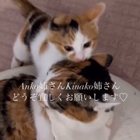 成猫に噛みつく子猫