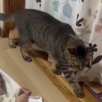 家の中を忍び足の猫
