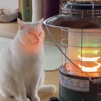 ストーブの前でくつろぐ猫の写真3