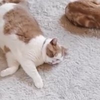 体がビクッとなる猫