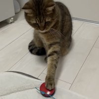 カスタネットを鳴らす猫の写真2