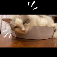 目を覚ます猫