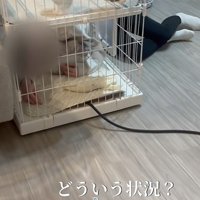 飼い主さんがケージに頭を突っ込んでいる写真1