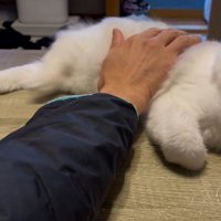 再びなでる飼い主