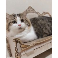 室内にいる猫