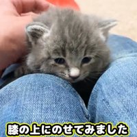 膝の上の子猫