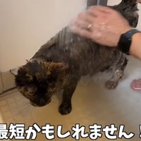 お風呂場で洗われる猫（最短かもしれません）