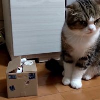 猫のオモチャから視線を外す猫