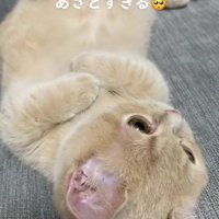 寝転がっているむぎちゃん