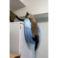 キャビネットの上の猫