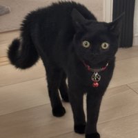 黒猫の子猫が驚いている様子