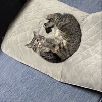 座椅子で寝転がる猫
