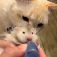 猫とハムスター