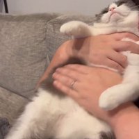 抱えられている猫