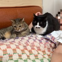 2匹の猫に乗られる主♀さん