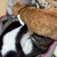 猫団子を見つめる猫