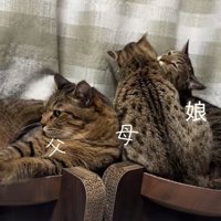 3匹で固まっている猫たち