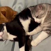 2匹の猫に毛づくろいされる猫