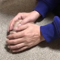カーペットに置かれる子猫