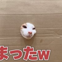 壁から出る猫の顔