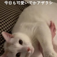お腹を撫でられながら、飼い主に視線を送る猫