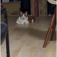 室内にいる猫