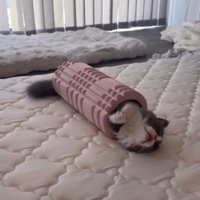 ピンクのフォームローラーの中でくつろぐ猫