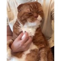 抱かれている猫