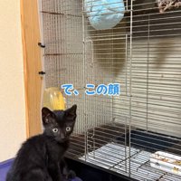 振り向く子猫
