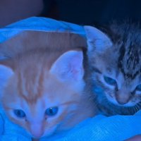 2匹の子猫