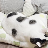 枕の上に寝る豆大福さん