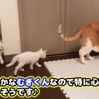 成猫のあとをついていく子猫たち