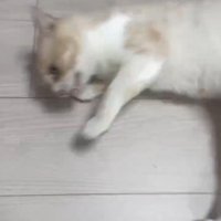 横倒しになる猫