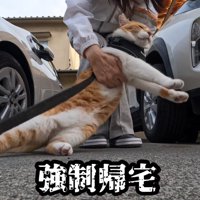 抱っこされる猫