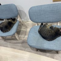 2匹の猫がそれぞれ椅子の上で寝ている様子