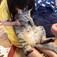 女の子に吸われる猫