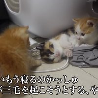 3匹の子猫が遊ぶ写真