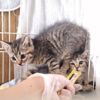 くっついている2匹の子猫